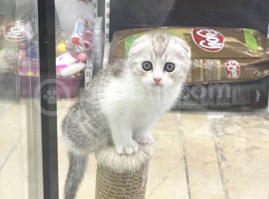 Bi Color Scottish Fold Dişi Ve Erkek Yavrular görsel