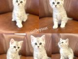 Silver Tabby British Shorthair Dişi Bebeğimiz