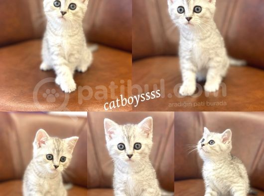 Silver Tabby British Shorthair Dişi Bebeğimiz