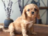 Ruby King Charles Cavalier Erkek Yavrumuz