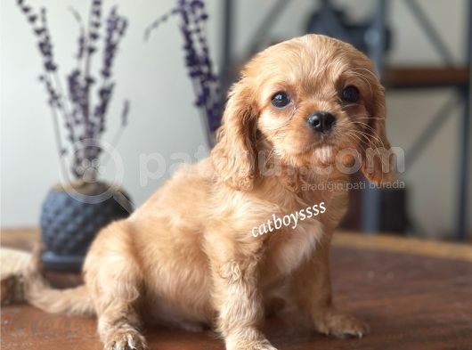 Ruby King Charles Cavalier Erkek Yavrumuz