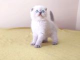 Scottish Fold Yavrular
