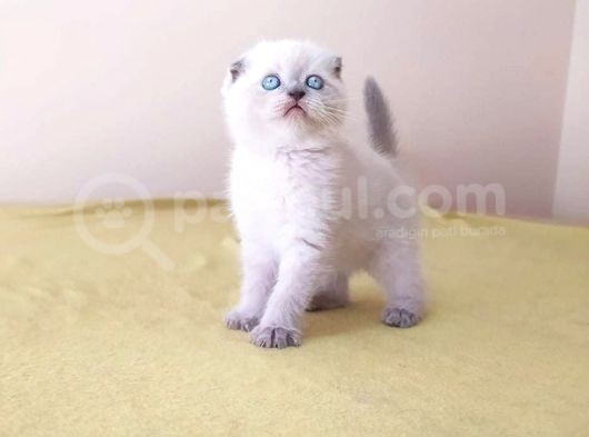 Scottish Fold Yavrular görsel