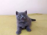 British Shorthair  Scottish Straight Yavrular