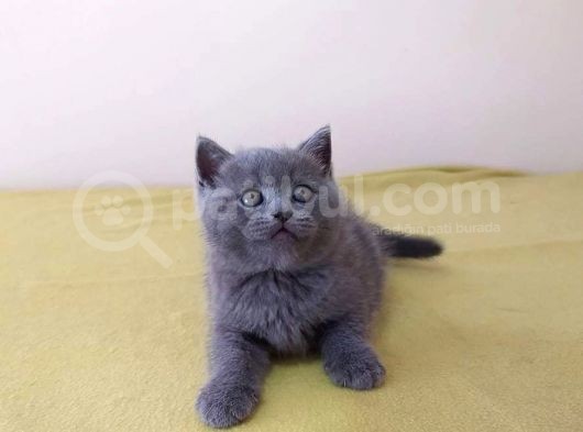 British Shorthair  Scottish Straight Yavrular görsel