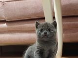 British Shorthair  Scottish Straight Yavrular
