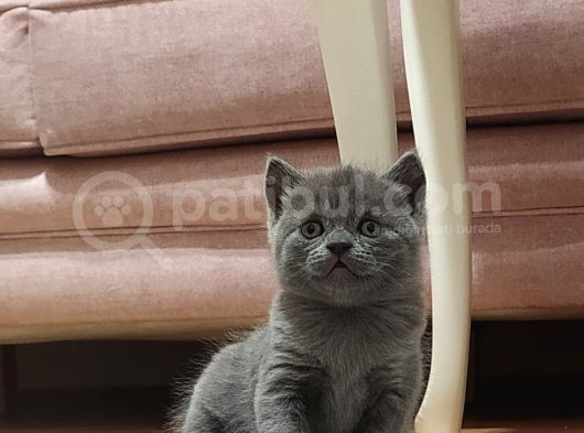 British Shorthair  Scottish Straight Yavrular görsel