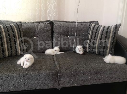 5  Haftalik Yavrularimiz görsel