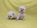 British Shorthair  Scottish Straight Yavrular