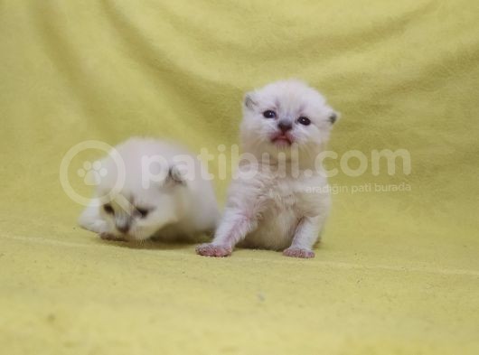 British Shorthair  Scottish Straight Yavrular görsel