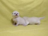Scottish Fold Yavrular