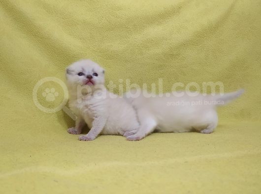 Scottish Fold Yavrular görsel