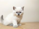 British Shorthair  Scottish Straight Yavrular