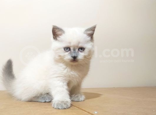 British Shorthair  Scottish Straight Yavrular görsel