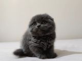 Scottish Fold Yavrular