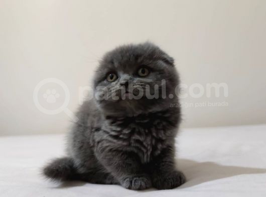 Scottish Fold Yavrular görsel