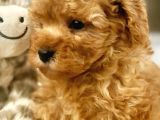Irk Ve Sağlık Garantili Red Toy Poodle Yavrulari