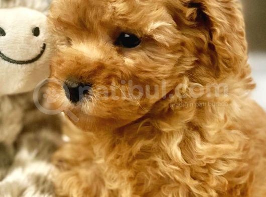 Irk Ve Sağlık Garantili Red Toy Poodle Yavrulari görsel