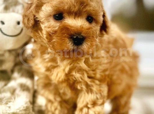 Irk Ve Sağlık Garantili Red Toy Poodle Yavrulari görsel