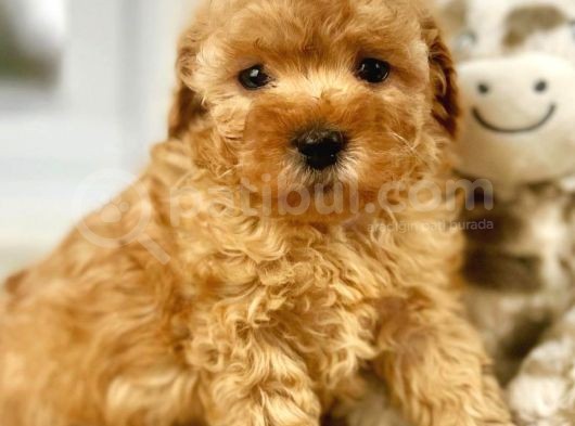 Irk Ve Sağlık Garantili Red Toy Poodle Yavrulari görsel