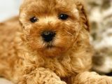 Irk ve Sağlık Garantili Red Toy Poodle Yavrulari
