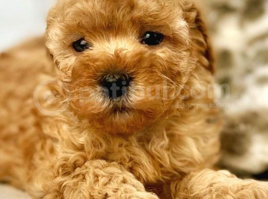 Irk Ve Sağlık Garantili Red Toy Poodle Yavrulari