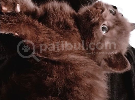 Acil Chocolatte Yavru görsel