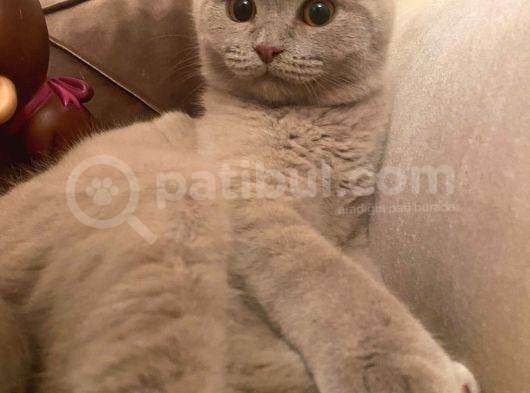 Kaliteli Tüm Aşıları Yapılmış Özel Renk Erkek Kedi görsel
