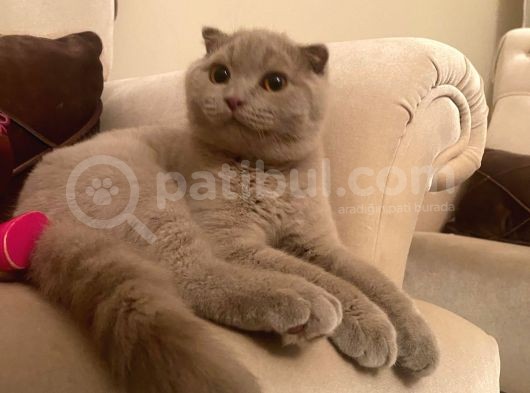 Kaliteli Tüm Aşıları Yapılmış Özel Renk Erkek Kedi görsel