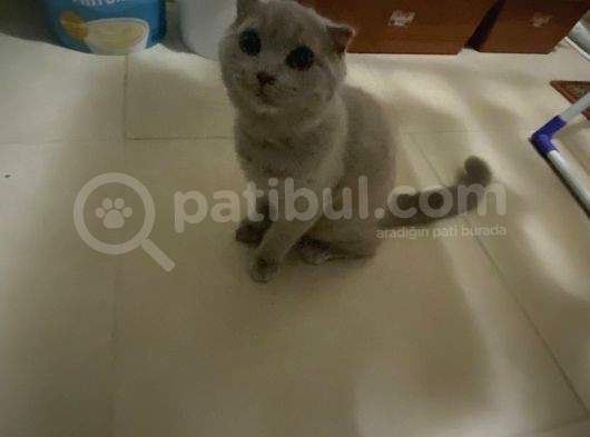 Kaliteli Tüm Aşıları Yapılmış Özel Renk Erkek Kedi görsel