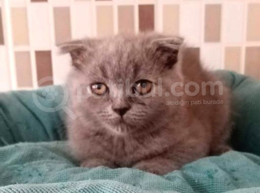 Scotti̇sh Fold Sağikli Ve Oyuncu Yavrular görsel
