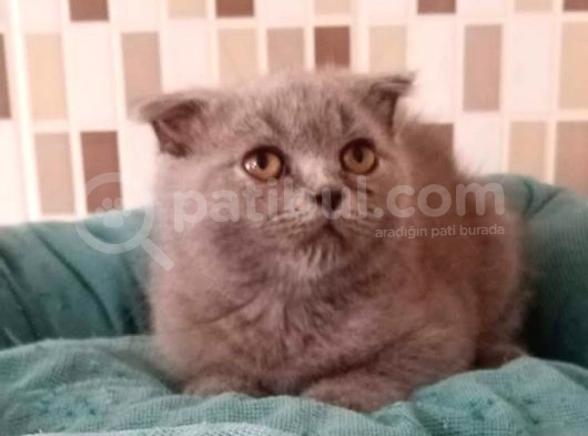 Scotti̇sh Fold Sağikli Ve Oyuncu Yavrular görsel