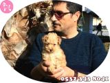 Toy Poodle