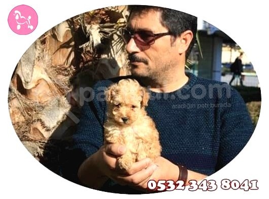 Toy Poodle görsel