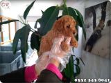 Toy Poodle