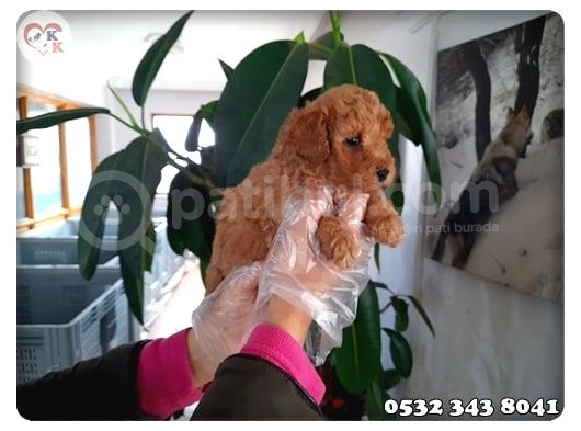 Toy Poodle görsel