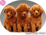 Toy Poodle