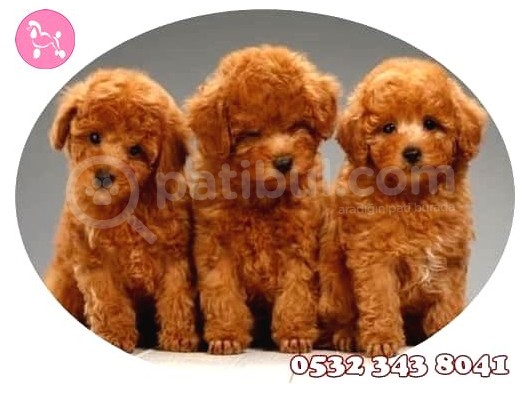Toy Poodle
