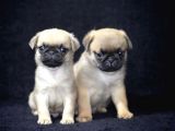 A Kalite Pug Yavrular