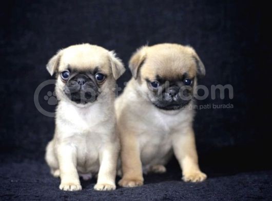 A Kalite Pug Yavrular görsel