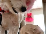 Hasırk Maltipoo Sahiplendirilmeyi Bekleyen Yavrularımız