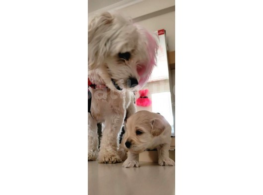 Hasırk Maltipoo Sahiplendirilmeyi Bekleyen Yavrularımız