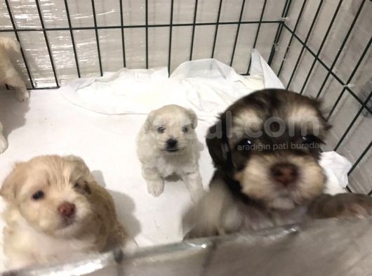 Hasırk Maltipoo Sahiplendirilmeyi Bekleyen Yavrularımız görsel