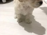 Hasırk Maltipoo Sahiplendirilmeyi Bekleyen Yavrularımız