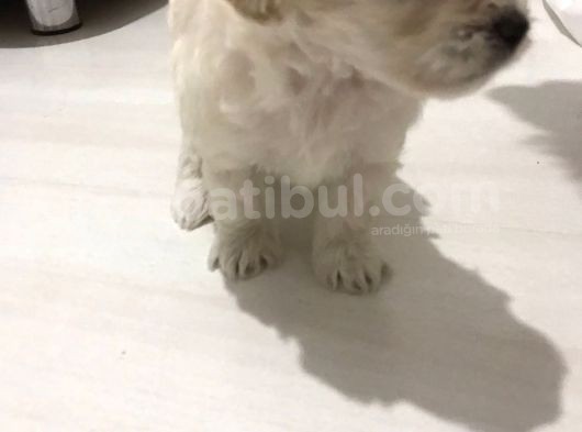 Hasırk Maltipoo Sahiplendirilmeyi Bekleyen Yavrularımız görsel