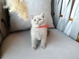 Scottish Fold & British Shorthair Yavrular Yeni Yuva Arıyor