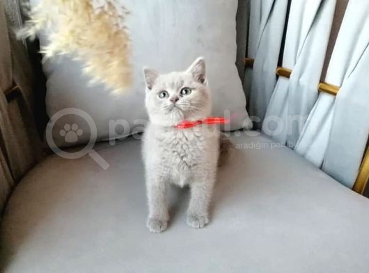 Scottish Fold & British Shorthair Yavrular Yeni Yuva Arıyor