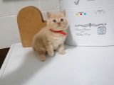 Scottish Fold & British Shorthair Yavrular Yeni Yuva Arıyor