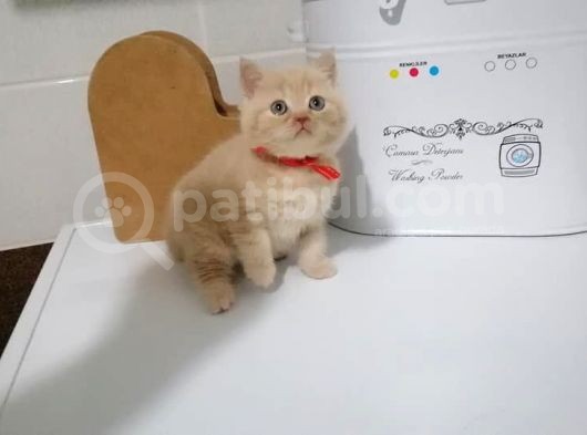 Scottish Fold & British Shorthair Yavrular Yeni Yuva Arıyor görsel