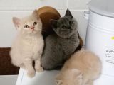 Scottish Fold & British Shorthair Yavrular Yeni Yuva Arıyor
